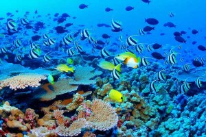 Great_Barrier_Reef_Biodiversity