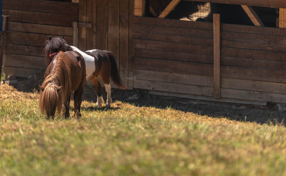 Azbuka etno selo STX_6727