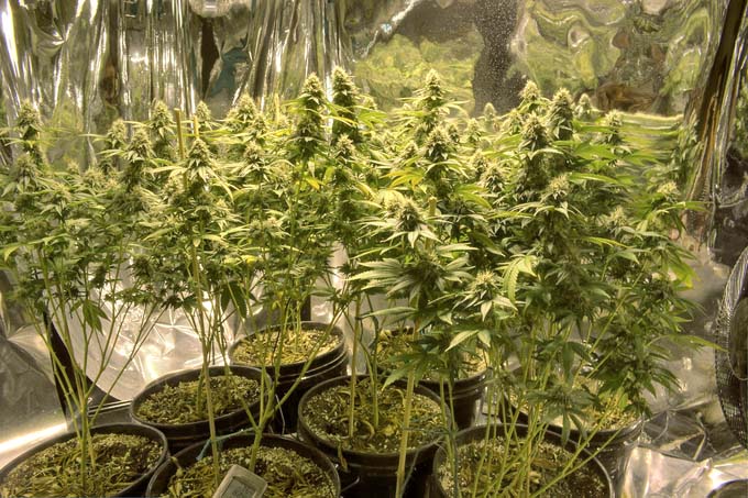 lemon-kush-day-81-full