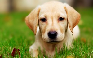 8847667-yellow-labrador-puppy