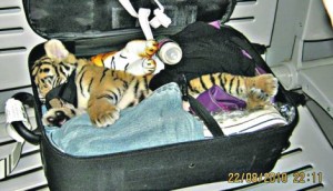 448693_tigar-bangkok-foto-promo_f