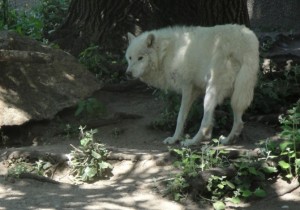vuk2_1373613035_670x0
