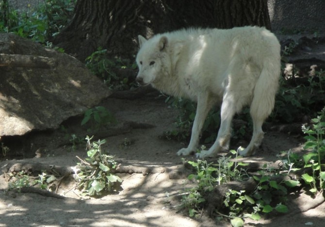 vuk2_1373613035_670x0