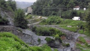 jaloviste-na-stolicama-foto-s.pajic