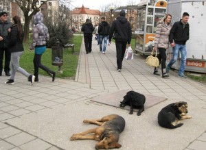 srb-lutalice-loznica foto novosti