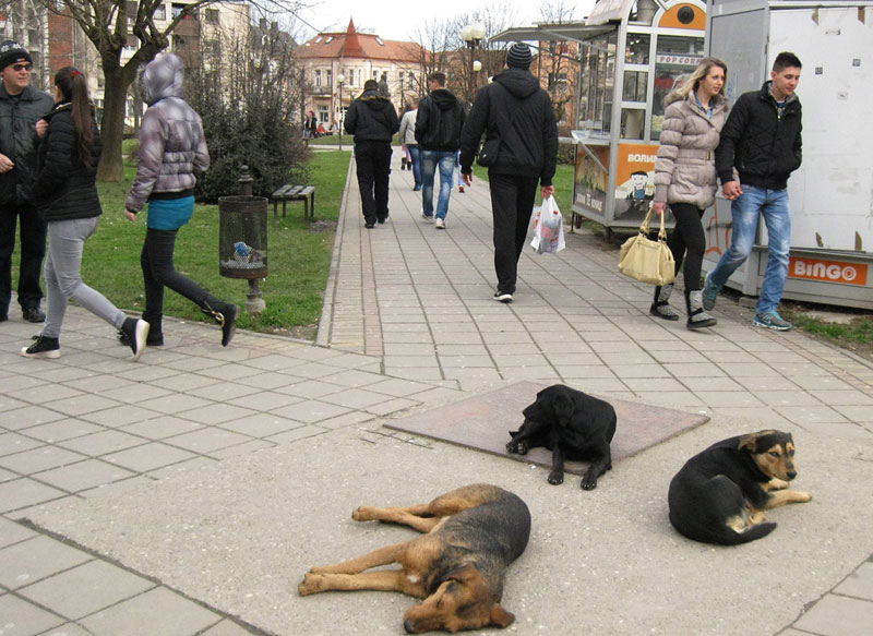 srb-lutalice-loznica foto novosti