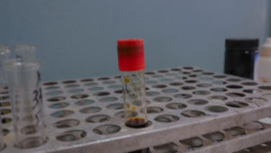 korona virus labaratorija6