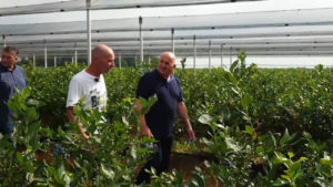 Poseta gradonačelnika plantaži borovnica u Lešnici.00_00_29_17.Still001